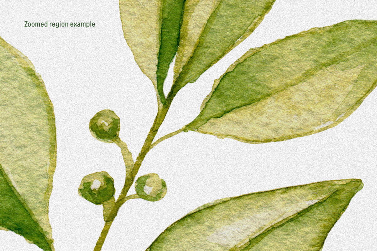 20 watercolor herbs set, a Food Illustration by Chelovector (Photo 3 of 3)