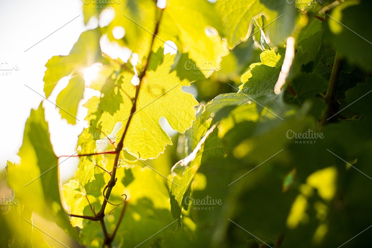 Vine #1 preview 6