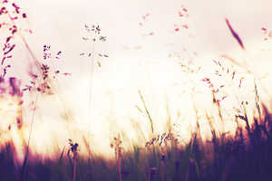 Dreamy featuring summer, sun, and nature