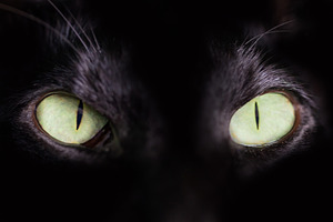 Black oriental cat green eyes, an Animal Photo by Vapi