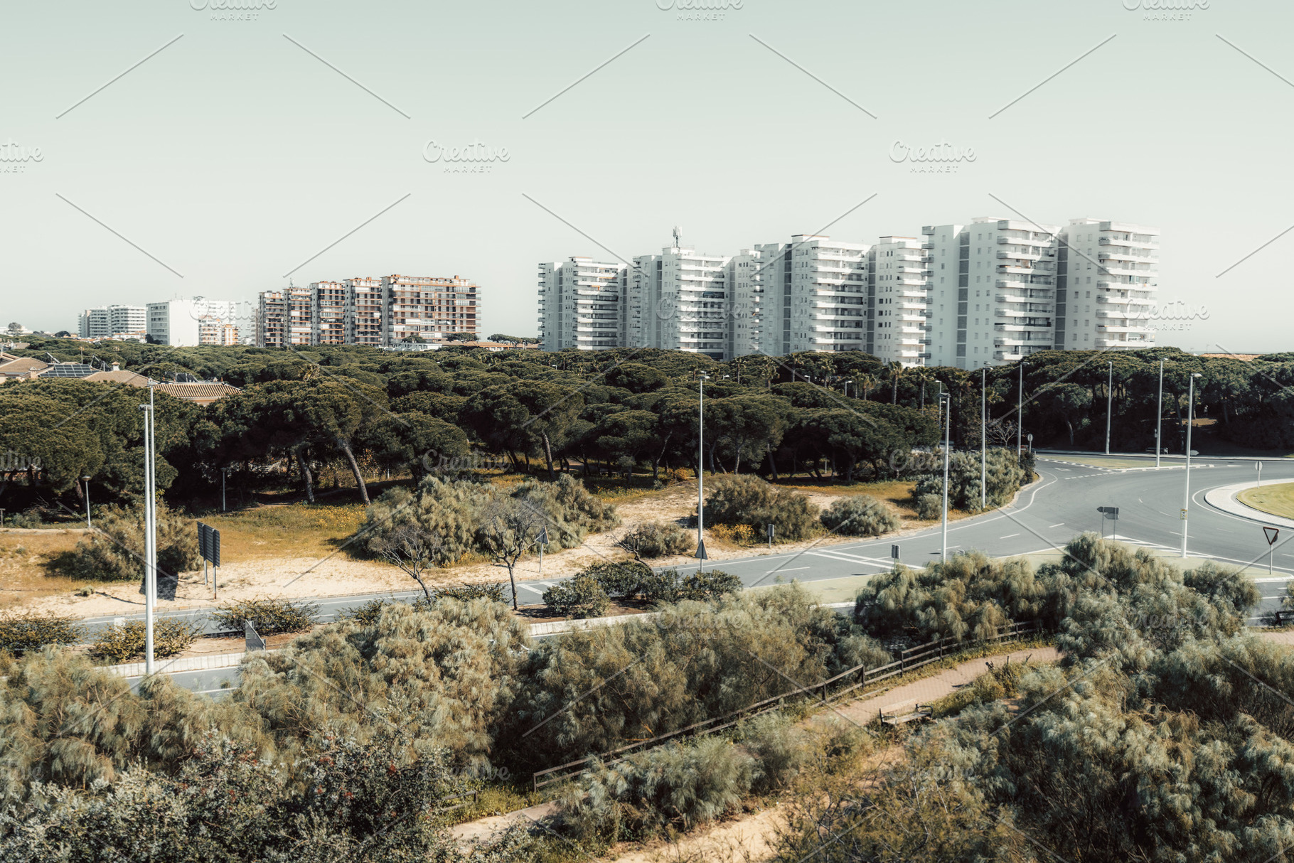 Urban skyline behind pine forest, an Architecture Photo by SkyNext