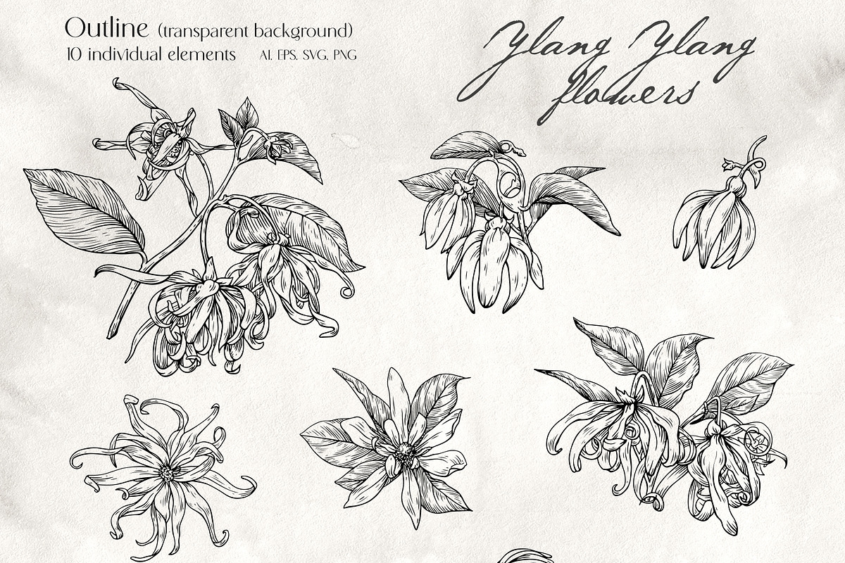 Flowers Ylang Ylang. Botanical set, an Object Graphic by ON_lineart_store (Photo 5 of 8)