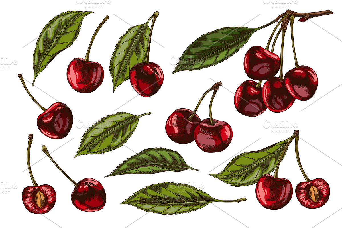 Cherry sprigs with berries and, a Food Illustration by Sabelskaya