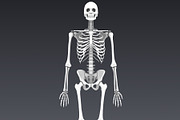 Human skeleton rigged, a Characters & Person 3D Model by konstantin.ermolaev (Thumbnail 15 of 27)