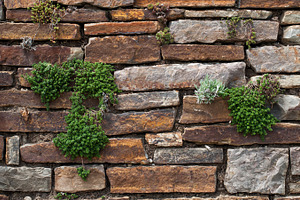 Living Wall