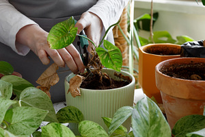 Woman caring for neglected plants, restoring and reviving sick houseplants. Pla, a Photo by matucha