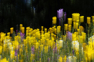 spring flowers field abstract blur, a Nature Photo by sirylok