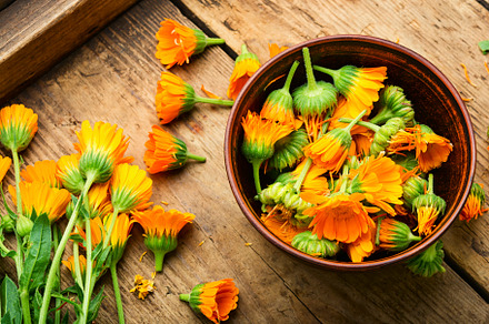 Marigold flowers, a Health & Medical Photo by MLunov MLunov