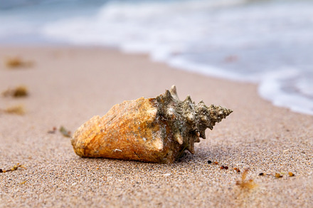 Colorful sea shell collected on sand