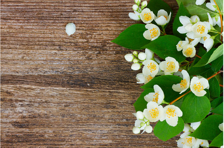 Jasmine flowers on wooden table, a Nature Photo by Neirfy