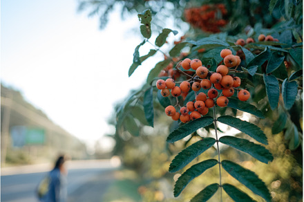 Brush with ripe berries of red