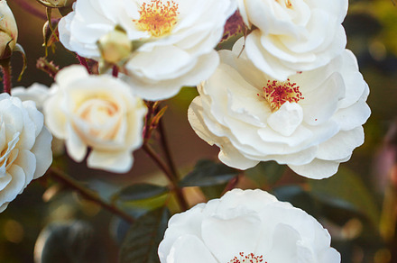 Nature vintage flowers in autumn stock photo containing autumn and background