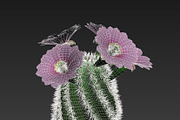Spiral Cactus, an Environmental 3D Model by AndrewWhite (Thumbnail 4 of 13)