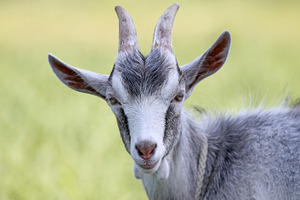Goat head, an Animal Photo by BOOCYS