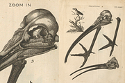 80+ Jacob Klein, Bird Genealogy, an Animal Illustration by Digital Museum (Thumbnail 8 of 10)