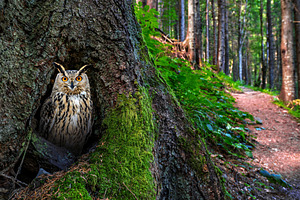 Young Owl Emerging From a Mossy Forest Tree