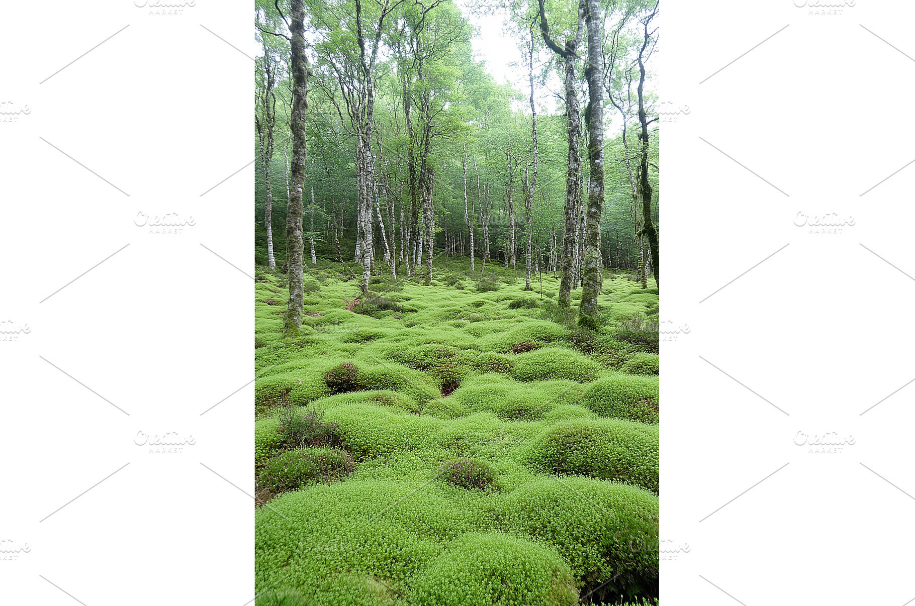 Lush green forest with moss covered, a Nature Photo by Lermont51