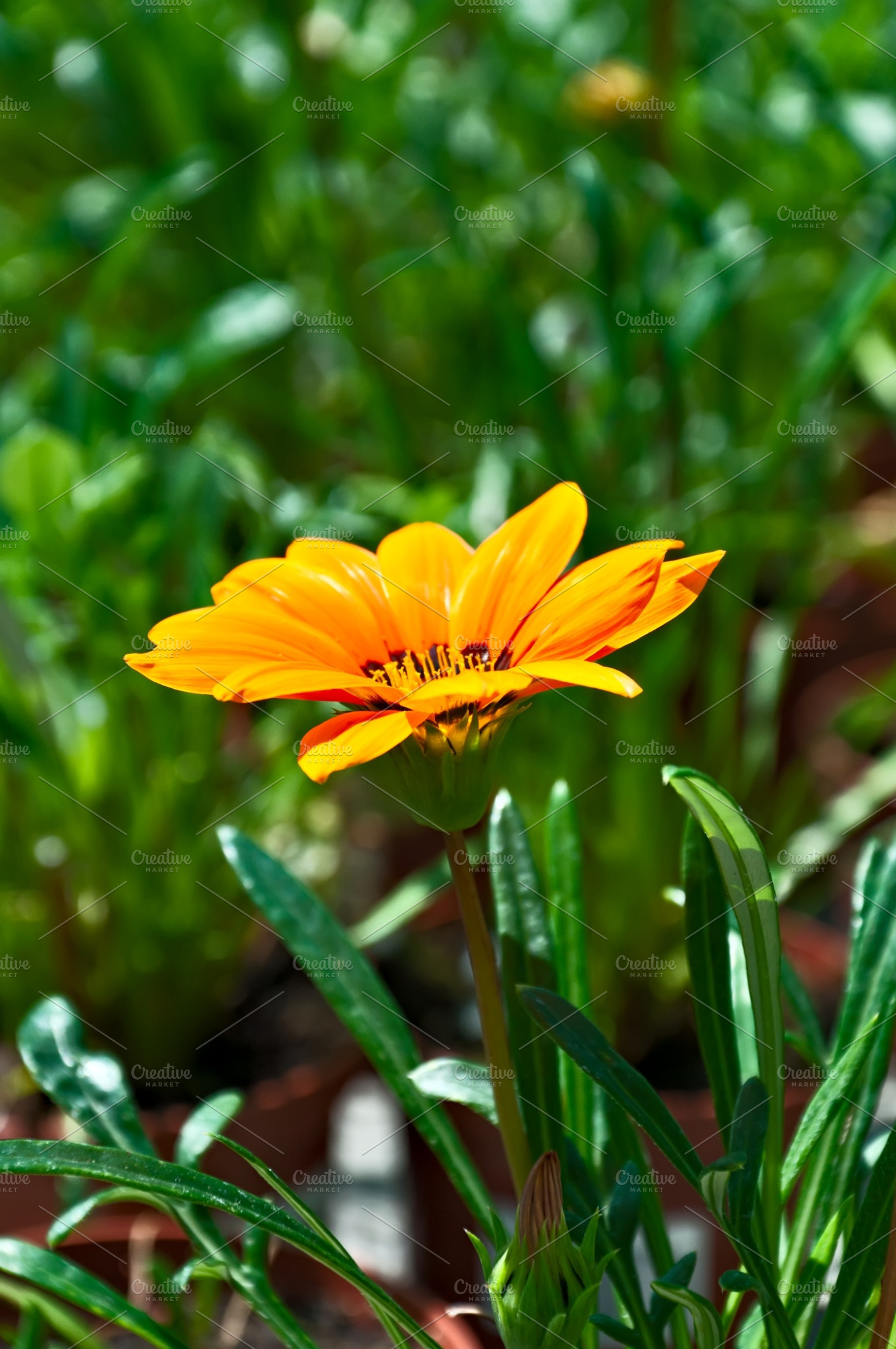 Gazania Containing Background Beautiful And Beauty
