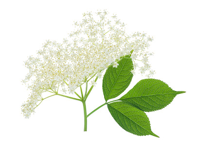Elderberry flower or Sambucus nigra, a Nature Photo by NataPhoto