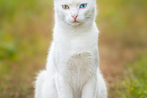 A white cat with one blue and one am, an Animal Photo by AlexBush