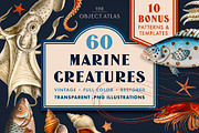 60 Vintage Marine Creatures, an Illustration by The Object Atlas (Thumbnail 1 of 8)