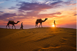 Indian cameleers camel drivers camel, an Animal Photo by f9photos