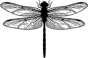 20 Dragonfly Silhouette Mega, an Object Graphic by Designer_Momina (Thumbnail 19 of 19)