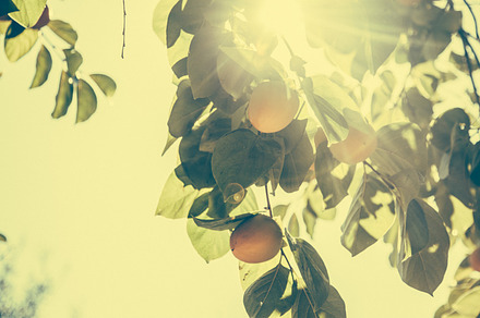 Mango tree featuring lens flare, mango, and tree preview 6
