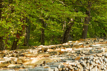 Cut trees in a forest containing tree, cut, and wood, a Nature Photo by Grafvision photography