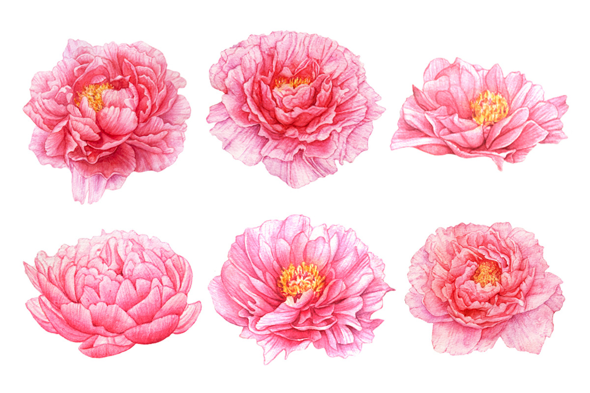 20%OFF! Watercolor Romantic Flowers, an Illustration by Katya Zlobina (Photo 5 of 6)