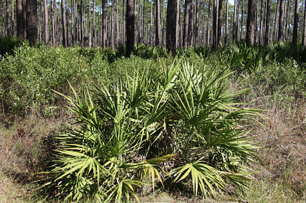 Palmetto, a Nature Photo by Viktor