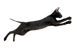 Jumping black cat, an Animal Photo by Vapi