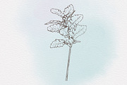 Winter & Christmas Plants,Procreate, a Brush Add-On by Sense Library (Thumbnail 4 of 11)