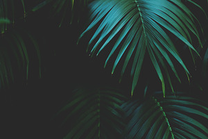 Low Key Tropical Rainforest Leaves