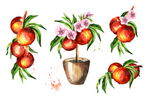 Peaches. Watercolor Collection