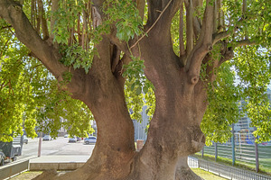 Large old tree providing shade in park, a Nature Photo by DanFLCreativo