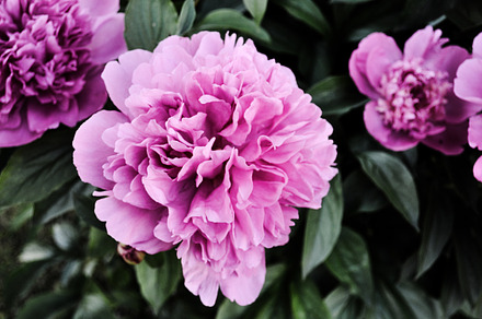 Pink peonies stock photo containing peonies and peony, a Nature Photo by SCF