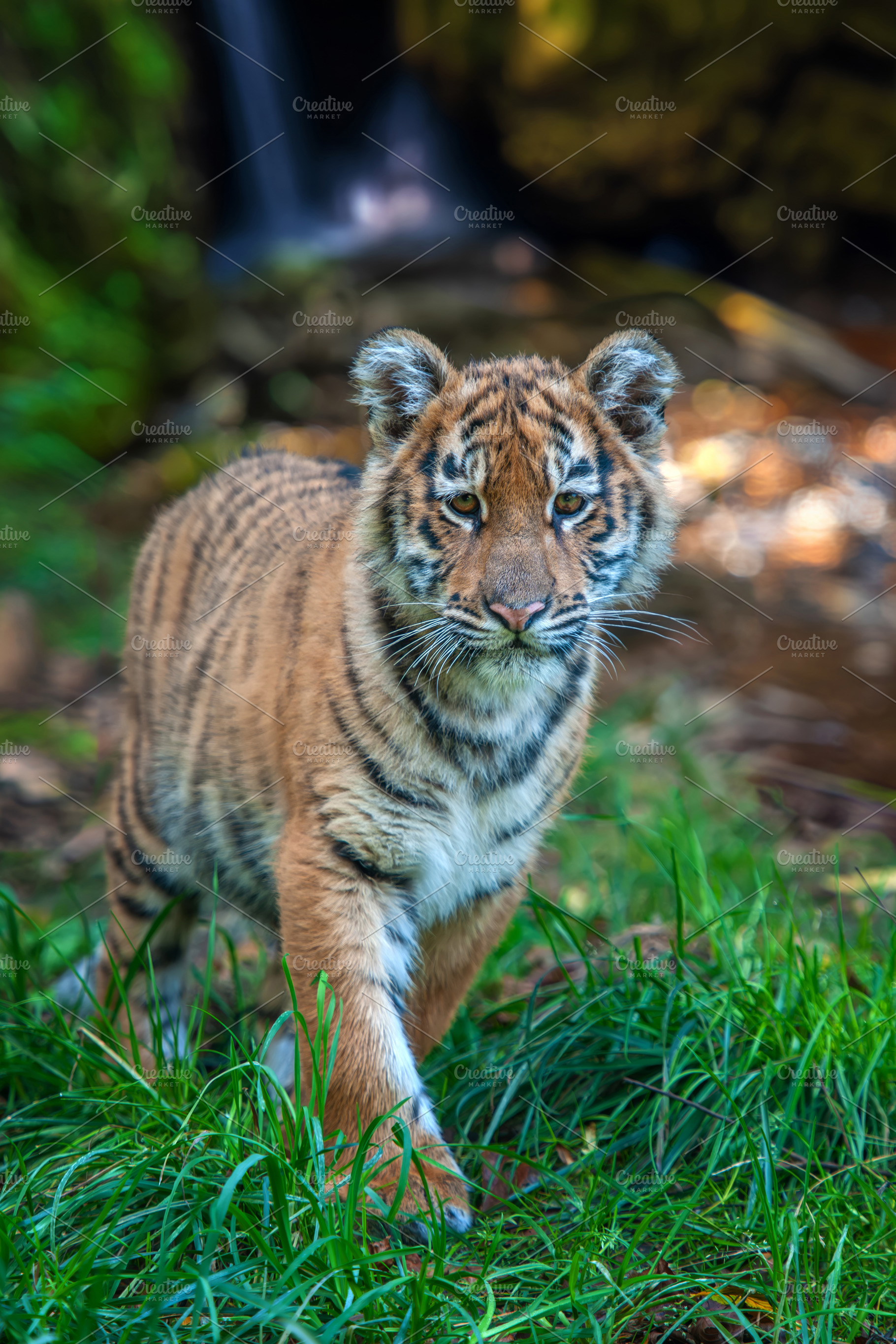 Tiger cub in the wild. Baby animal in green grass on waterfall b, an Animal Photo by Byrdyak