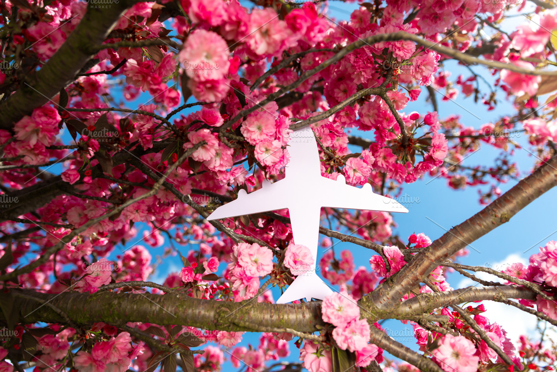 White airplane icon placed among vibrant pink cherry blossoms on, a Nature Photo by Ales Munt