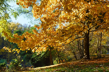 Autumn oak tree in park stock photo containing city and october, a Nature Photo by YuriyB