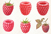 Watercolor Raspberry Clipart, an Illustration by Libby Wishes (Thumbnail 2 of 5)