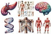 Human Anatomy, Medical Clipart, an Illustration by Pixels.Craft (Thumbnail 3 of 7)