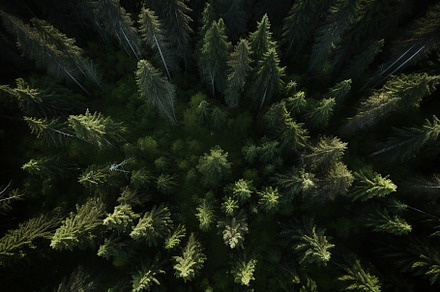 Aerial top view of green forest and green trees, a Nature Photo by AlyaAnd