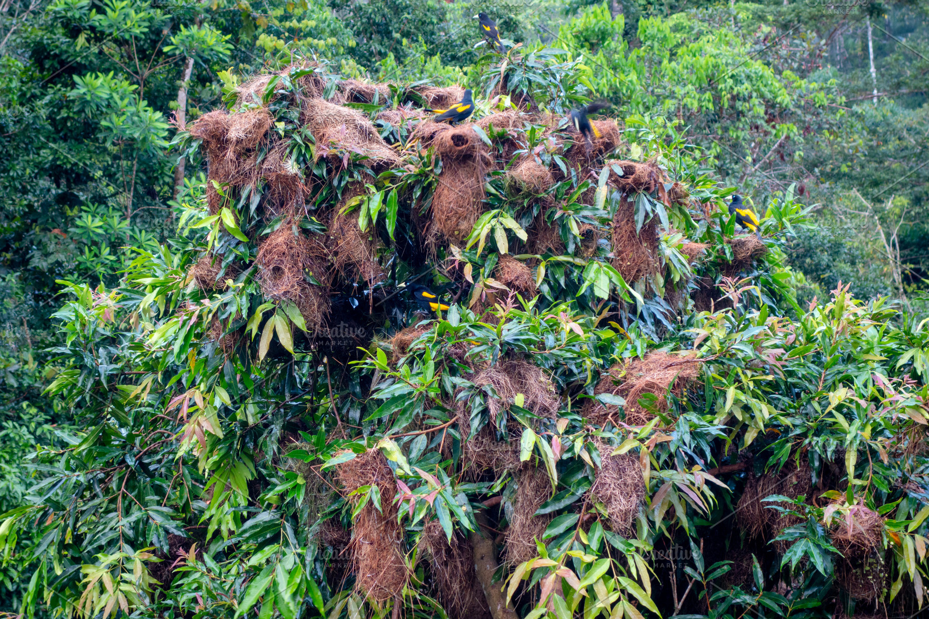 Bird nests in the lush trees of Cuyabeno Reserve, Ecuador, an Animal Photo by GoodGoods