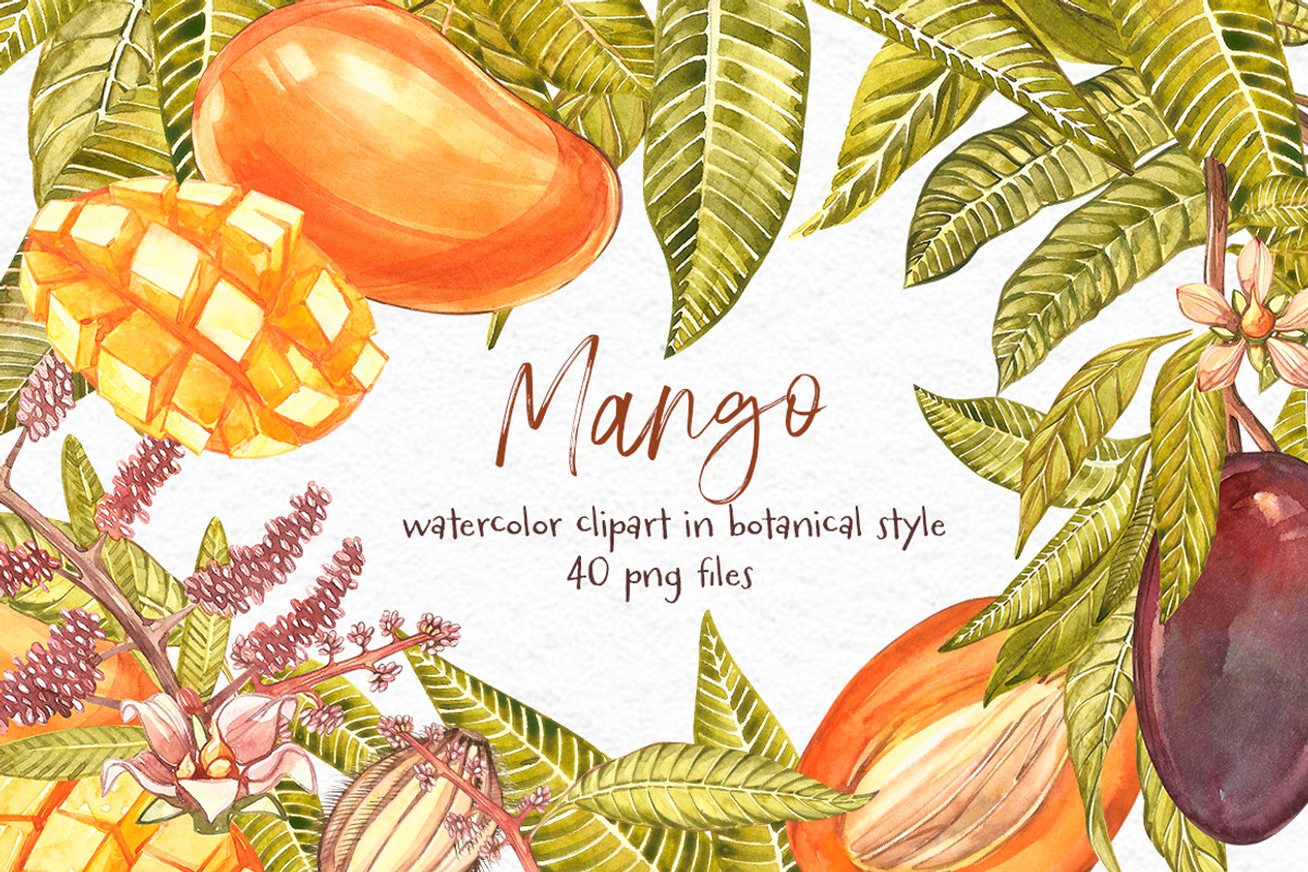Mango clipart in botanical style, a Food Illustration by Ann Astro (Photo 1 of 10)