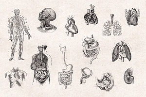 Anatomy Engravings Set