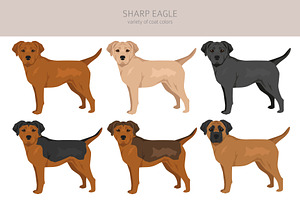 Sharp Eagle. Shar Pei - Beagle Mix