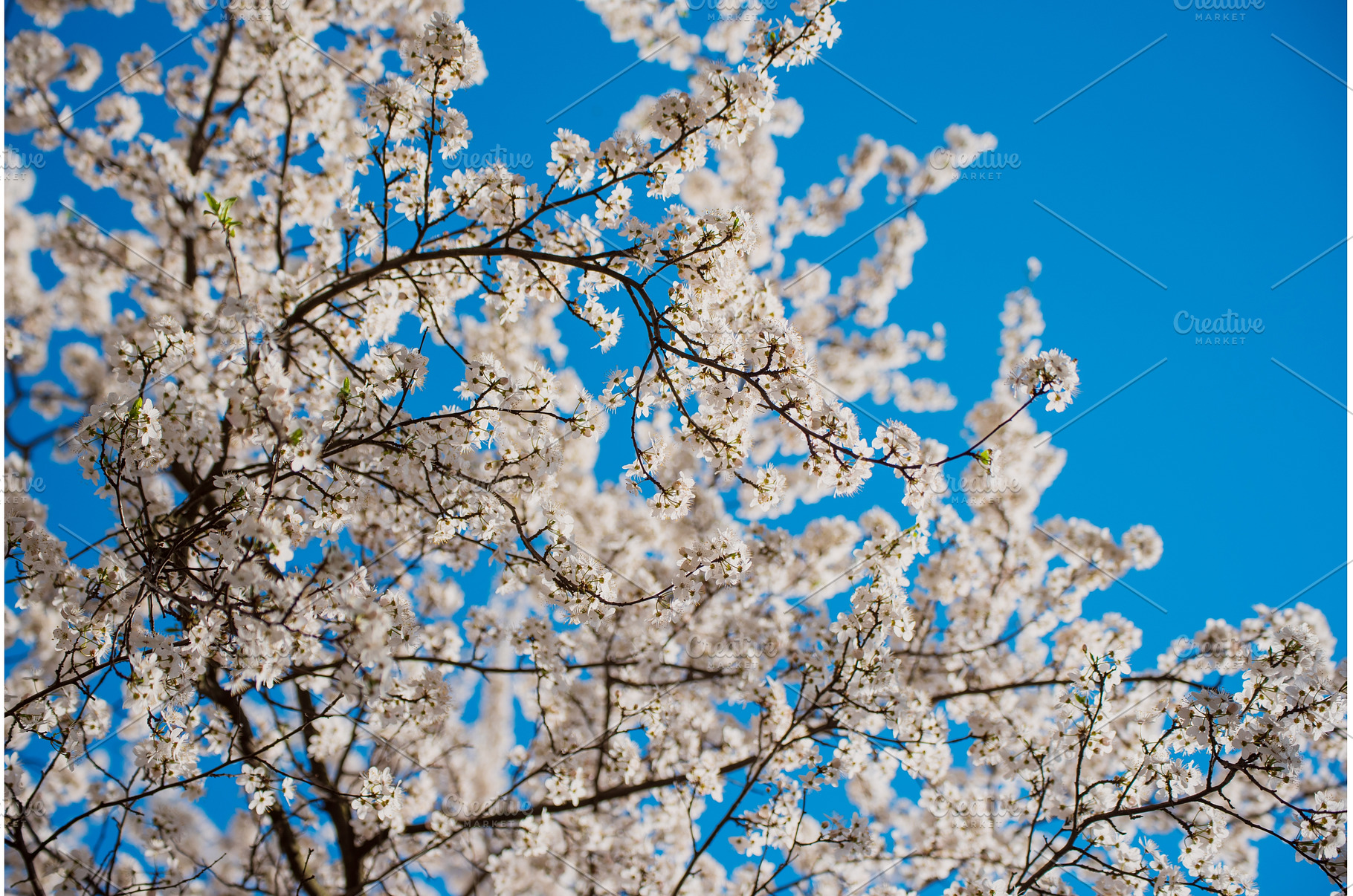 Apricot tree flower, a Nature Photo by Nature and travel