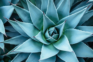 Background of green agave cactus, a Nature Photo by AlyaAnd