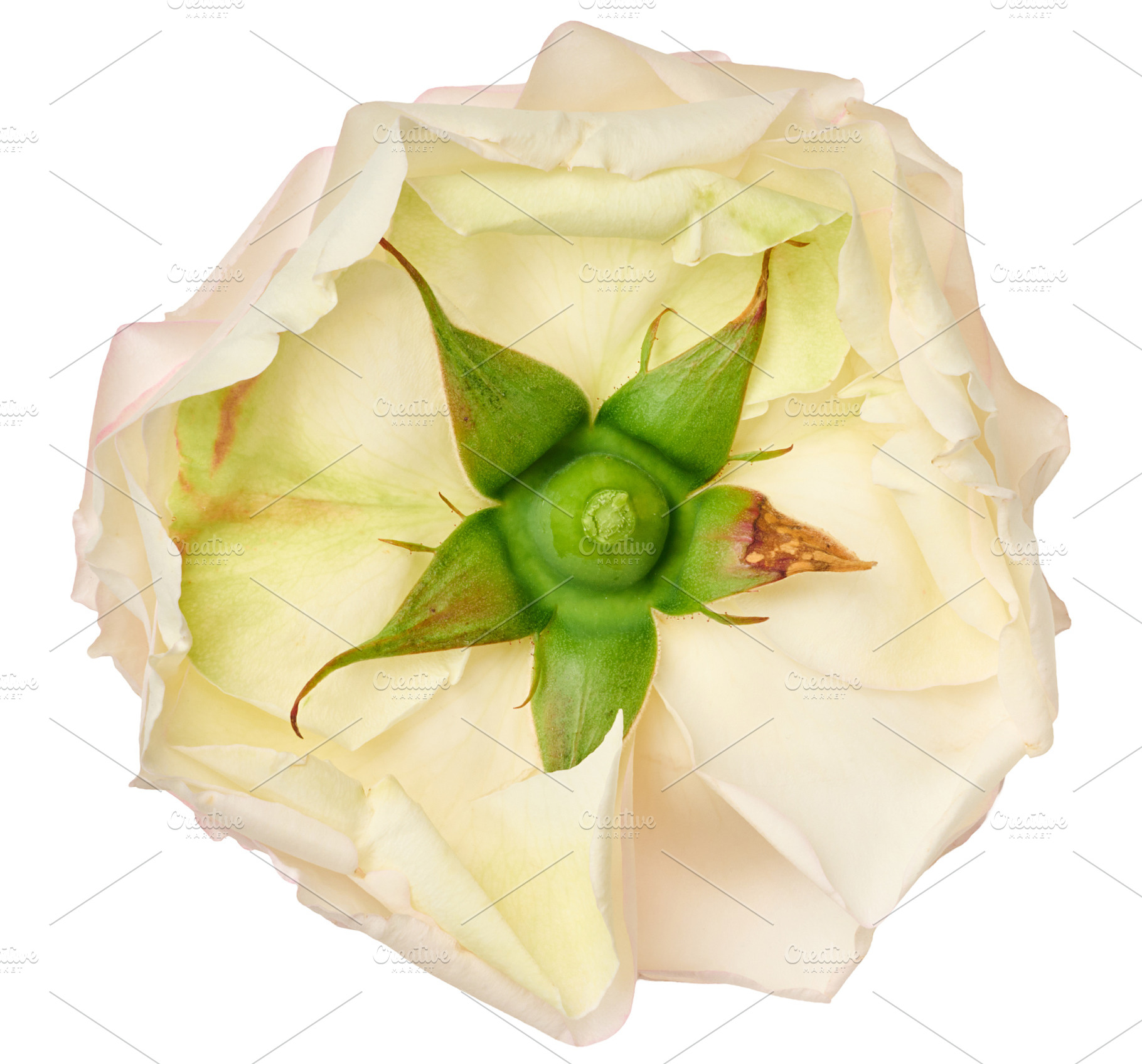 White rose, bottom view, sepals and petals close-up, a Nature Photo by ndanko